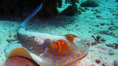 Exploring The Worlds Most Mysterious Underwater Wonders