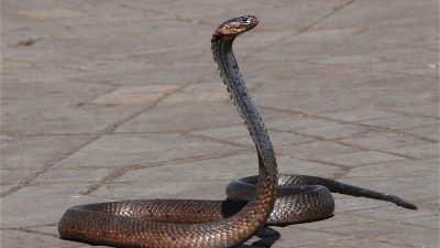 How To Safely Remove A Snake From Your Home