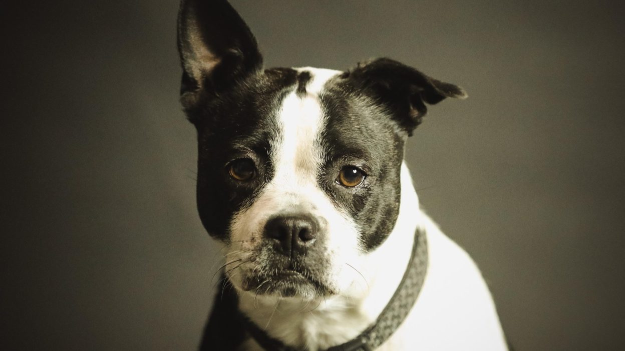 Signs Your Dog Is Unhappy And How To Fix It