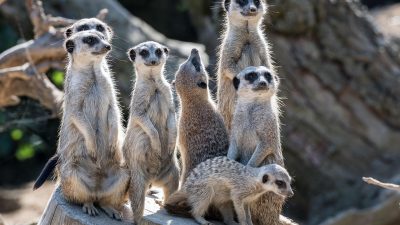 Surprising Animals That Are More Dangerous Than They Look